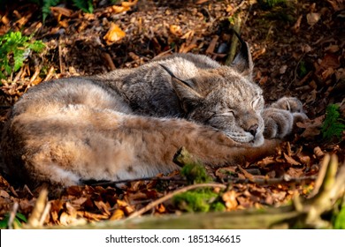 Eurosian Lynx is a medium-sized wild cat. Relaxed Cat with perfect camouflage sleeping in a clearance of a wilderness park near Warstein Sauerland Germany at autumn season with sunlight.