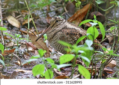 Eurosian Woodcock