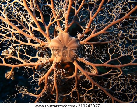 The Euryalida are an order of brittle stars,[1] which includes large species with either branching arms (called 