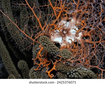Euryalida are an order of brittle stars,which includes large species with either branching arms,basket stars or long and curling arms,snake stars