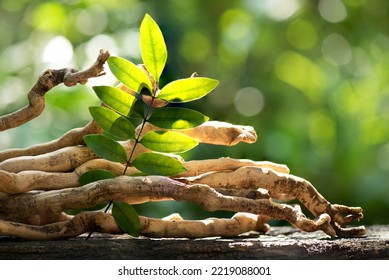 Eurycoma longifolia Jack,dried roots and green leaves on nature background. - Shutterstock ID 2219088001