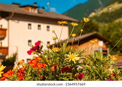 Euryops chrysanthemoides, African bush daisy, on a sunny summer day at St Johann, San Giovanni, Ahrntal valley, Pustertal, Trentino, Bozen, South Tyrol