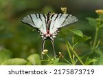 Eurytides marcellus Zebra Swallowtail bbutterfly