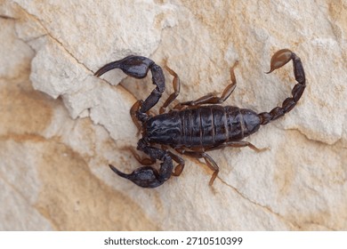 Euscorpius carpathicus - a species of scorpion endemic to the Romanian Carpathians
