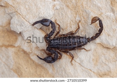 Euscorpius carpathicus - a species of scorpion endemic to the Romanian Carpathians