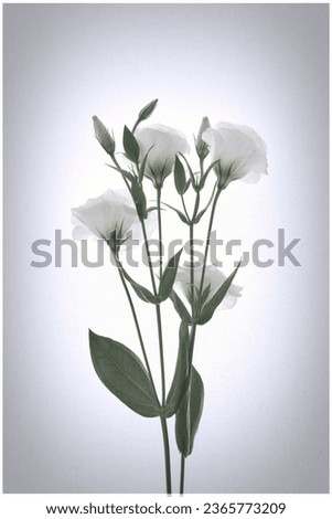 Similar – White flowers on white