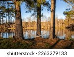 Eutawville, South Carolina sunset near Lake Marion with empty hammock on pine trees overlooking water landscape view at Fountain lake in spring evening with nobody