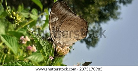 Euthalia Aconthea is a Nymphalidae family medium size butterfly. It is also known Common Baron or Baron. Native place of this butterfly is India, Sri Lanka and Southeast Asia.