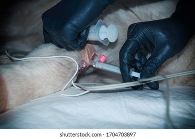 Euthanasia Of The Dog By Administration Of The Drug Through A Venous Catheter