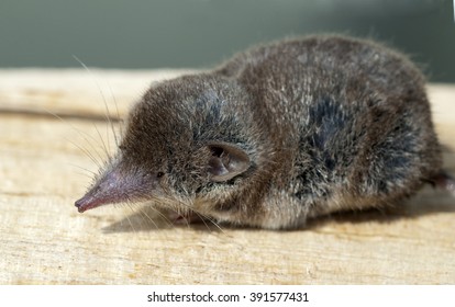 Eutheria, Shrew, Soricidae