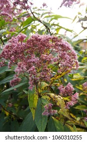 Eutrochium Purpureum Or Kidney-root Or Sweetscented Joe Pye Weed Or Gravel Root Or Trumpet Weed Pink Flowers With Green 