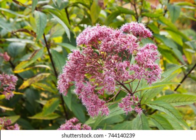 Eutrochium Purpureum Or  Kidney-root Or Sweetscented Joe Pye Weed Or Gravel Root Or Trumpet Weed Purple Flowers With Green