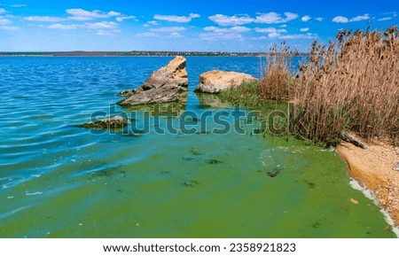 Eutrophication of the Khadzhibey estuary, blooms in the water of the blue-green algae Microcystis aeruginosa and the mass development of the green algae Enteromorpha sp.