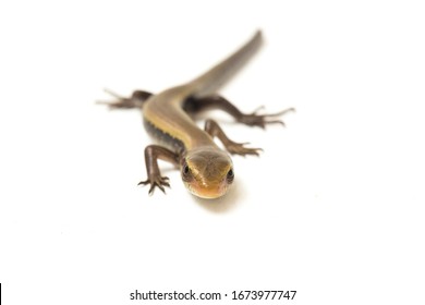 Skink の画像 写真素材 ベクター画像 Shutterstock