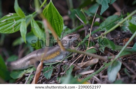 Eutropis multifasciata (Garden lizard). Also called: Indian Brown Skink, Many-lined Sun Skink,  Sun Skink, garden bengkarung, and skink. This is the type of lizard most often found in Indonesia