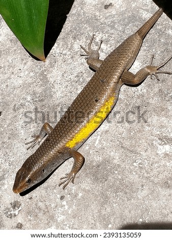 Eutropis multifasciata (Garden lizard; kadal). This is the type of lizard most often found in Indonesia