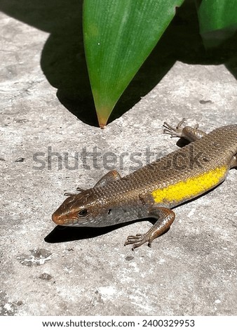 Eutropis multifasciata (Garden lizard; kadal). This is the type of lizard most often found in Indonesia