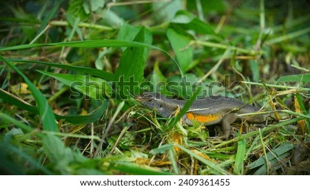 Eutropis multifasciata (Garden lizard; kadal). Also called: Indian Brown Skink, Many-lined Sun Skink,  Sun Skink, garden bengkarung, and skink. This is the type of lizard most often found in Indonesia