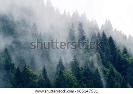 Evanescent atmosphere in the woods wrapped in mist