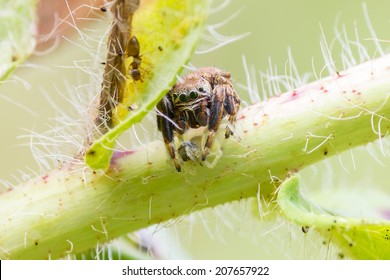 Evarcha arcuata