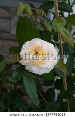 Evelyn apricot colored flowers of a shallow, saucer-like shape, with numerous small petals inter-twined within.Solid Old Rose Fragrance. 