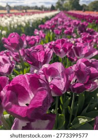 Even after the coldest winter, Spring always comes.