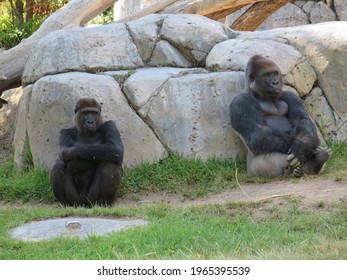 Even Apes Know The Silent Treatment 