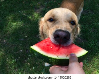 1,298 Dog watermelon Stock Photos, Images & Photography | Shutterstock