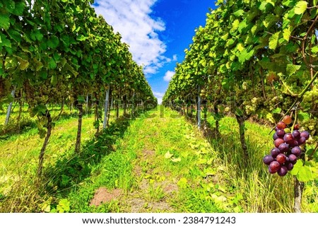 Even rows of grape bushes. Gorgeous juicy bunch of grapes lit by the sun.  Germany. The ancient culture of winemaking. The Rhine vineyards near Kappelrodeck.  