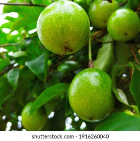 Sour Fruit Name Images Stock Photos Vectors Shutterstock