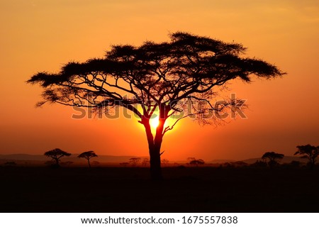 evening atmosphere at serengeti, tanzania