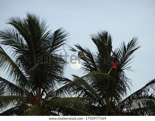 Evening Bright moon\
center of the palm\
trees