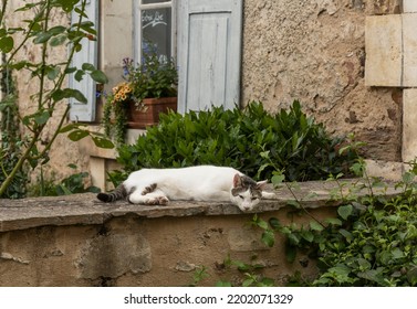 Evening, Cat Resting On A Wall  In The Small Village Gargilesse, One Of The Plus Beaux Villages De France.