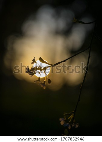 Similar – Herbstwald Natur