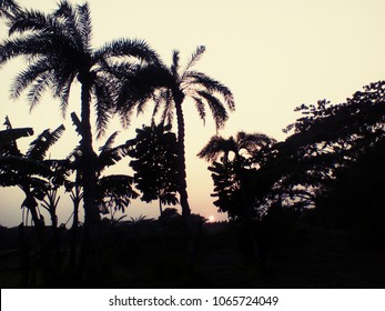 In the evening environment sunset open sky stand tree.