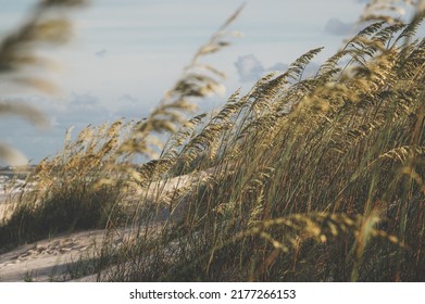 The Evening Golden Sunlight Shining On The Sea Grass Along The Sand Dunes Of A Florida Beach. A Light Breeze Is Causing The These Tall Grasses To Sway. White Sandy Beaches.