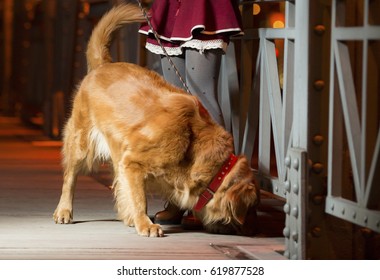 In The Evening, The Hostess Took A Golden Dog For A Walk