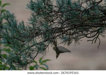 The Evening Hover: A Warbler's Descent