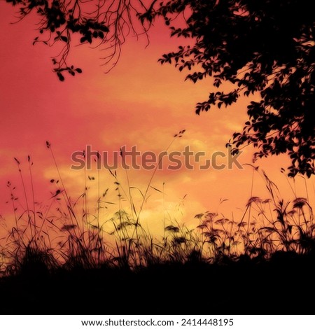 Evening landscape, black silhouettes grass and tress, red and orange sky, natural background for text, color photo