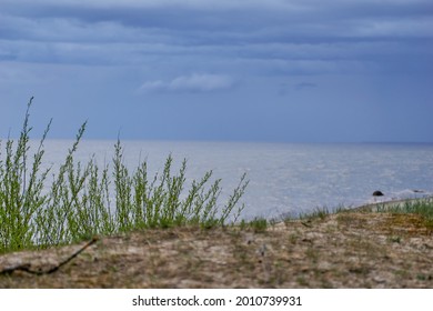 Evening landscape over grassy sand dunes on beach. Selective focus. High quality photo
