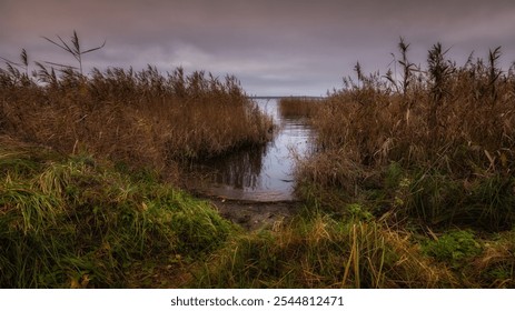 evening landscape. path passage into the lake from the grassy shore through dense thickets of dry coastal reeds under a lilac cloudy sky. wide-angle shoot from below. beautiful side view 16x9 format - Powered by Shutterstock