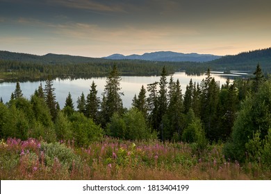 Evening Landscape With Wild Flowers, Pine Forest, Lake And High Mountains In The Background In Telemark, Norway           