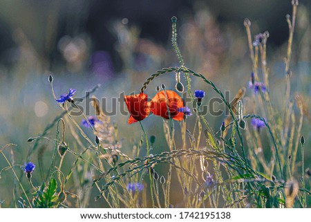 Similar – Mohn, Bienenweide und eine Hummel