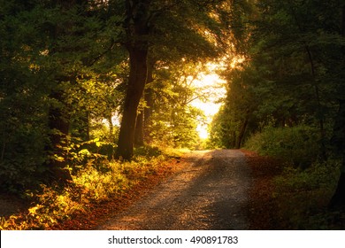 Evening light, path through forest