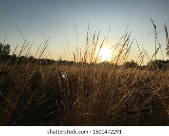 Evening light shining through the grass.