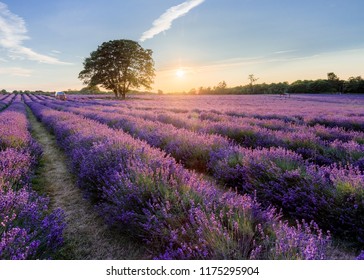 An Evening At Mayfield Lavender Farm.