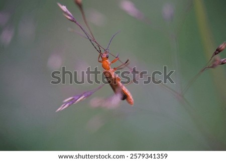 Similar – Image, Stock Photo Evening mood | leaves close up in sunlight