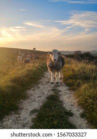 Evening On Old Winchester Hill