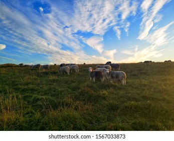 Evening On Old Winchester Hill