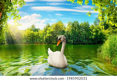 Evening on the river in the forest and swan